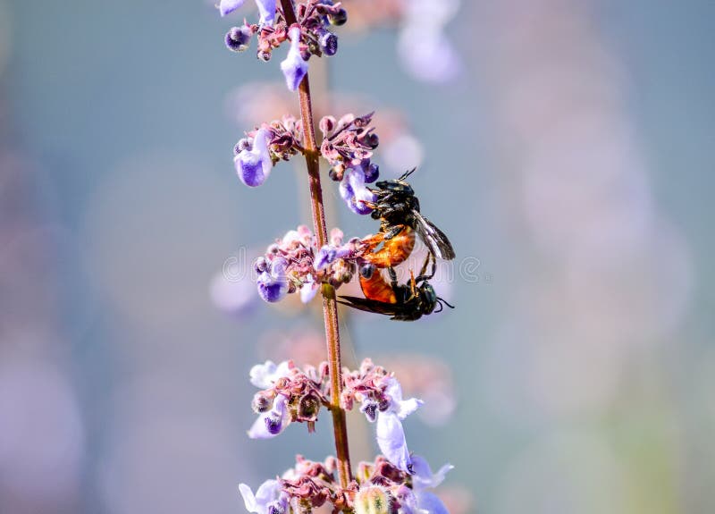 Mating Leafcutter bees royalty free stock images
