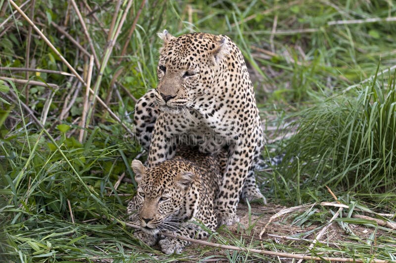 Mating leopards