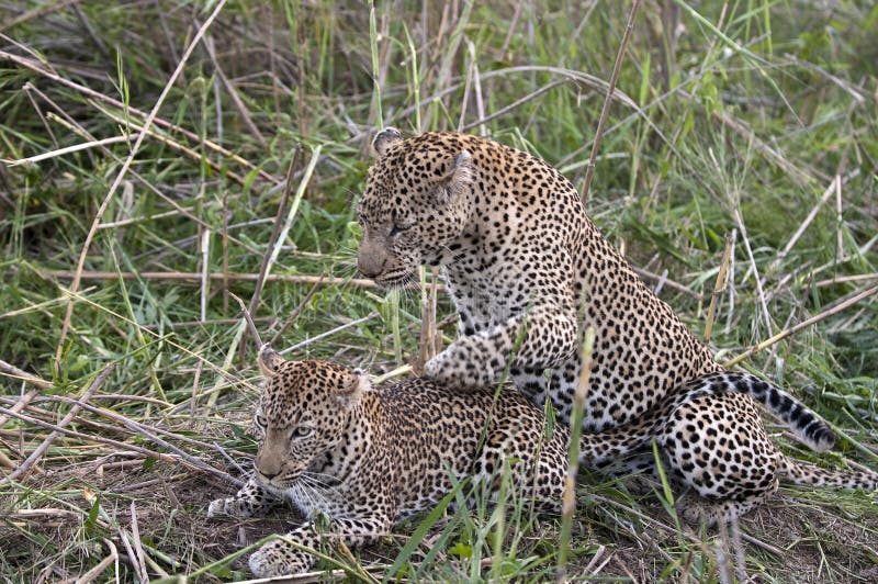 Mating leopards