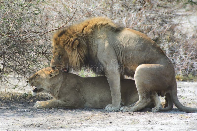 Mating lions stock image. Image of predator, travel, wild - 4188253