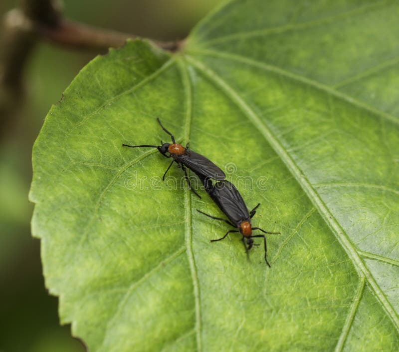 Mating Lovebugs on Green Leaf