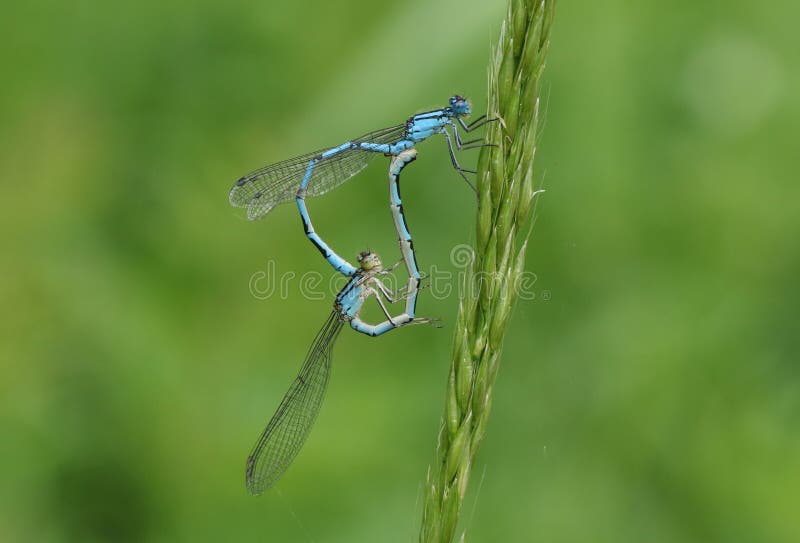 A mating pair of stunning Common Blue Damselfly Enallagma cyathigerum perching on a blade of grass.