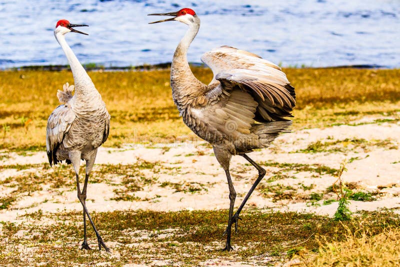 Mating Pair Dance of Sandhill Cranes