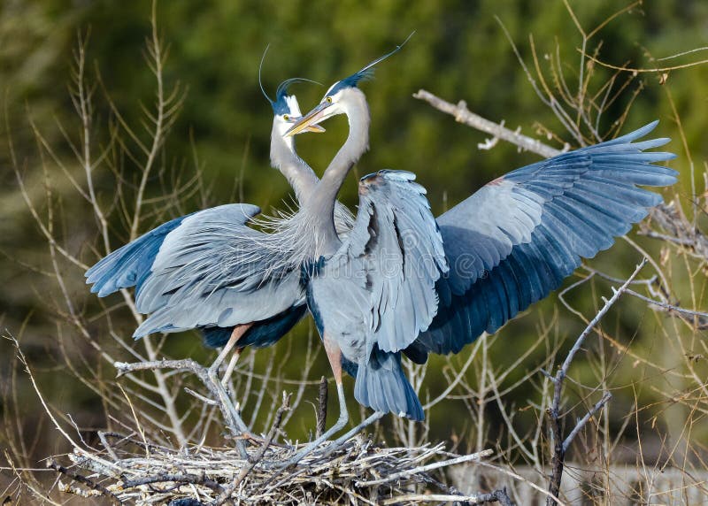 The Great Blue Heron is a large wading bird most commonly found near bodies of water. They can be found year-round in most of the continental United States. The Great Blue Heron is a large wading bird most commonly found near bodies of water. They can be found year-round in most of the continental United States.