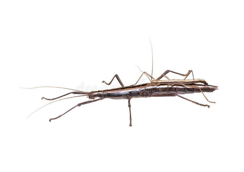 Mating stick bugs on white