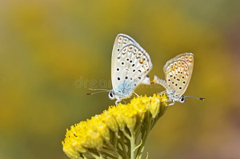 Mating pair of Plebejus loewii , the large jewel blue butterfly on flower