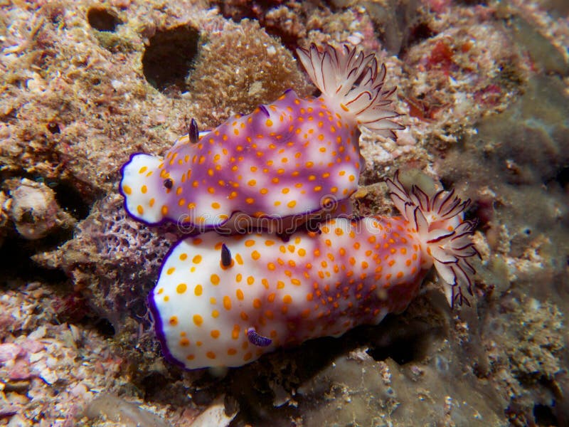 Mating pair of Risbecia pulchella