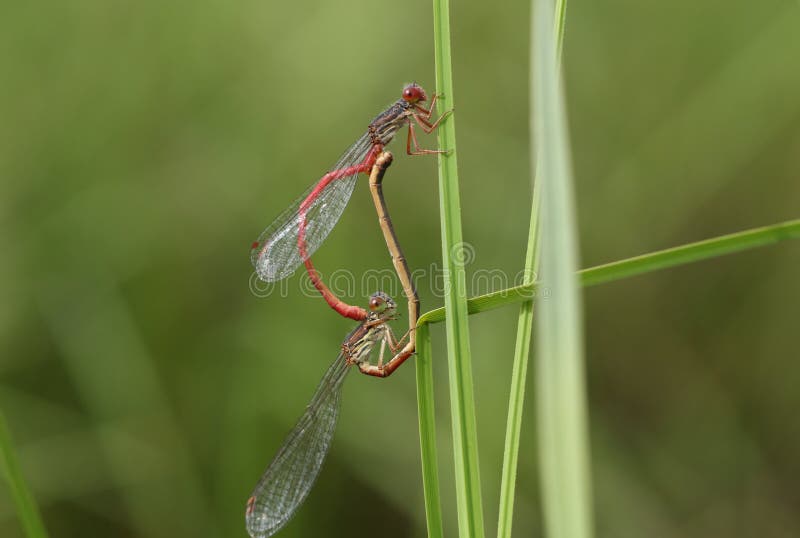 A mating pair of Small Red Damselfly, Ceriagrion tenellum, resting on a blade of grass.