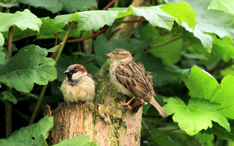 A Mating Pair of Sparrows