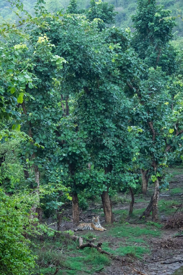 Mating pair of wild bengal tigers resting in nature abode just after rain on a scenic location at ranthambore tiger reserve