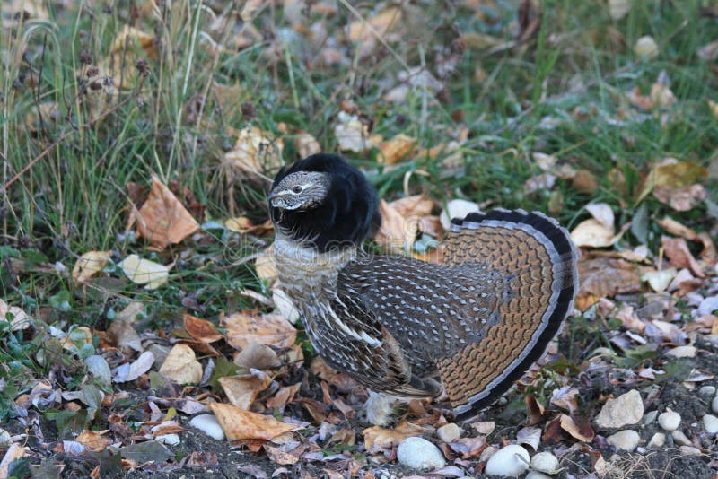 Mating plumage