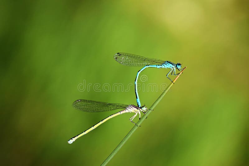 The mating damselflies on green stick in green bokeh background , Zygoptera stock image