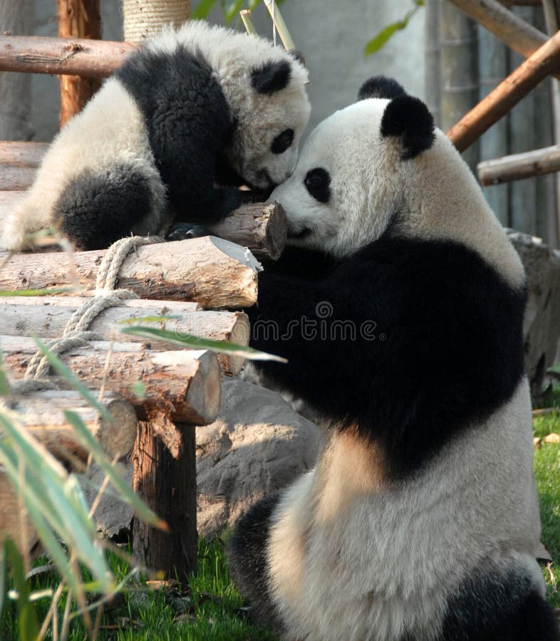 Panda mother and cub at Chengdu Panda Reserve Chengdu Research Base of Giant Panda Breeding in Sichuan, China. Two pandas looking at each other. Many pandas are born at this panda reserve. Panda mother and cub at Chengdu Panda Reserve Chengdu Research Base of Giant Panda Breeding in Sichuan, China. Two pandas looking at each other. Many pandas are born at this panda reserve.