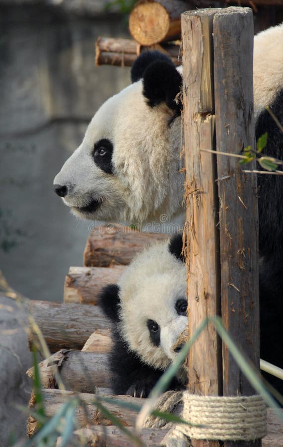 Panda mother and cub at Chengdu Panda Reserve Chengdu Research Base of Giant Panda Breeding in Sichuan, China. Two pandas looking out from behind a post. Many pandas are born at this panda reserve. Panda mother and cub at Chengdu Panda Reserve Chengdu Research Base of Giant Panda Breeding in Sichuan, China. Two pandas looking out from behind a post. Many pandas are born at this panda reserve.