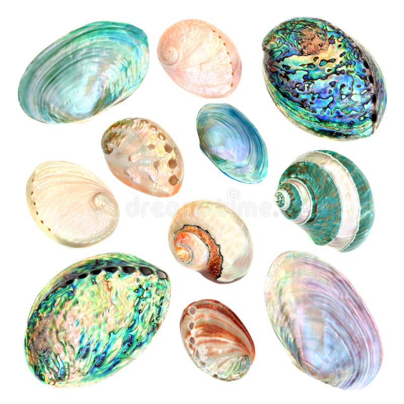 Matka perły Seashell kolekcja obrazy royalty free Matka perły Seashell kolekcja obrazy royalty free