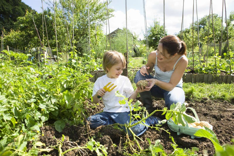 Mother and son gardening together in an allotment. Mother and son gardening together in an allotment