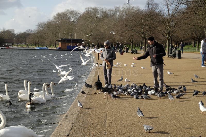 Matning av fåglarna i Hyde Park, London, UK arkivfoto Matning av fåglarna i Hyde Park, London, UK arkivfoto