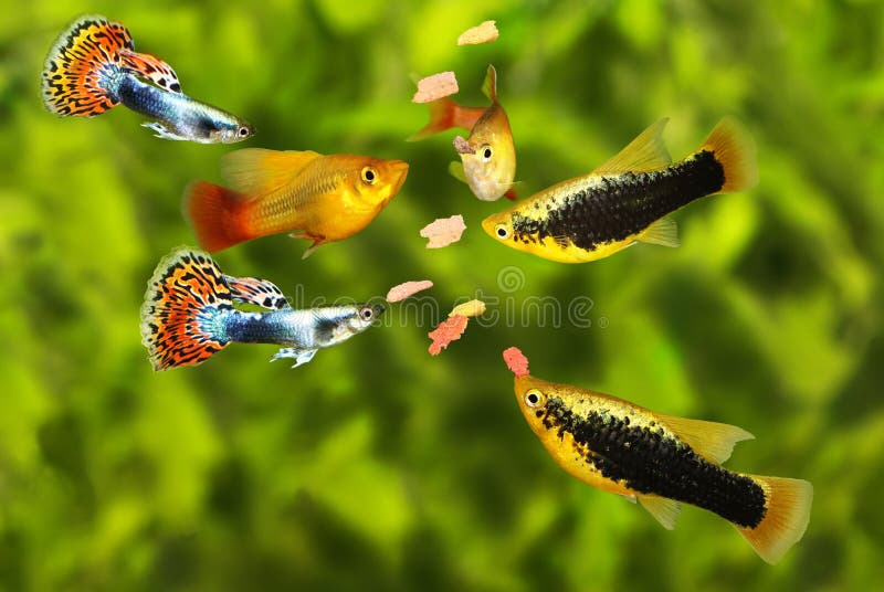 Matning svärmer den tetra akvariefisken som äter flingamat arkivbild