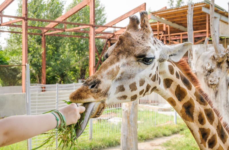 Matningsgräs med händerna av rothschildien för camelopardalis för Giraffa för giraff för Rothschild ` s arkivfoton Matningsgräs med händerna av rothschildien för camelopardalis för Giraffa för giraff för Rothschild ` s arkivfoton