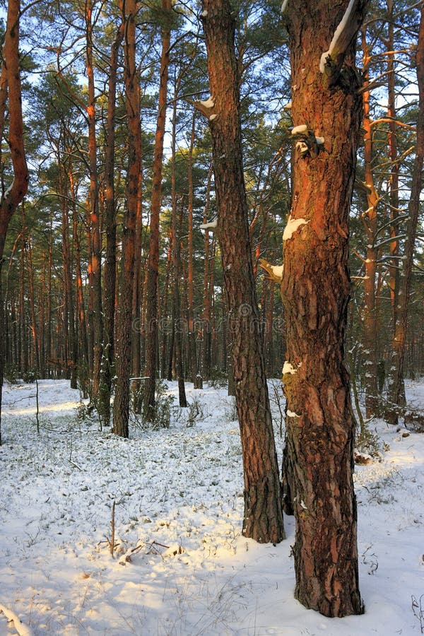 Matorral de árboles y arbustos de un bosque natural en invierno foto de archivo Matorral de árboles y arbustos de un bosque natural en invierno foto de archivo