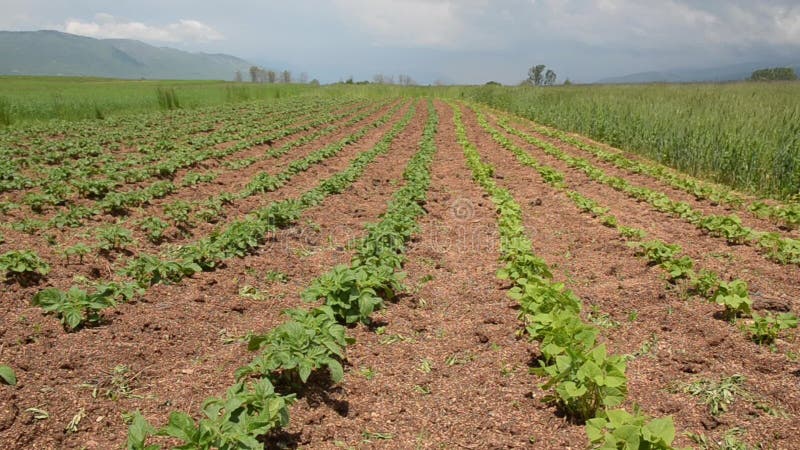 Matorrales de patata verde, frijoles y trigo cultivados en el campo en verano Cultivos listos para la cosecha Verduras y hortaliz