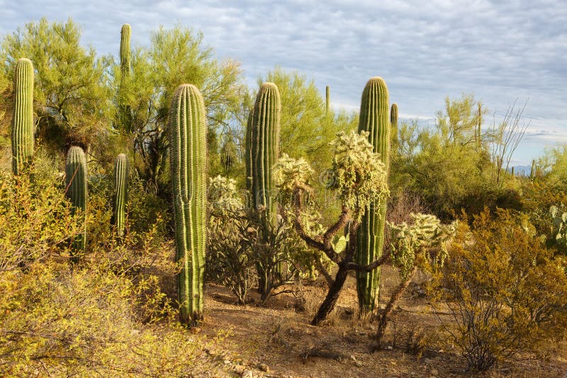 Matorrales del cactus en parque nacional de Saguaro en la puesta del sol, Arizona del sudeste, Estados Unidos fotografía de archivo libre de regalías Matorrales del cactus en parque nacional de Saguaro en la puesta del sol, Arizona del sudeste, Estados Unidos fotografía de archivo libre de regalías
