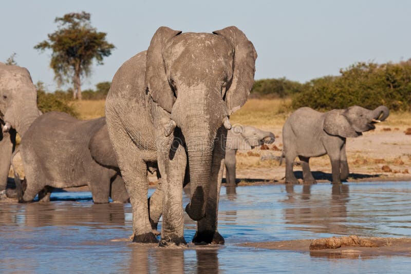 Matriarch Elephant stock photography