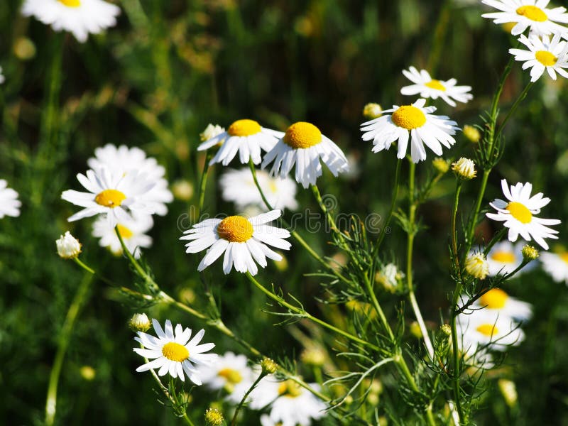Matricaria chamomilla Syn Matricaria recutita u. x28; chamomile& x29; stockfotografie Matricaria chamomilla Syn Matricaria recutita u. x28; chamomile& x29; stockfotografie