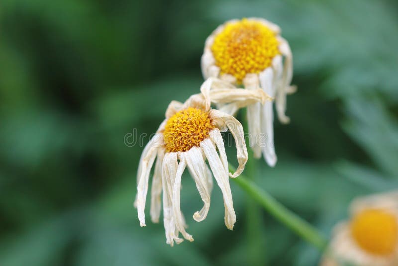 Matris blommor royaltyfri bild