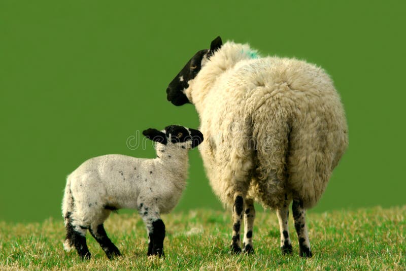 Matriz e bebê imagens de stock Matriz e bebê imagens de stock