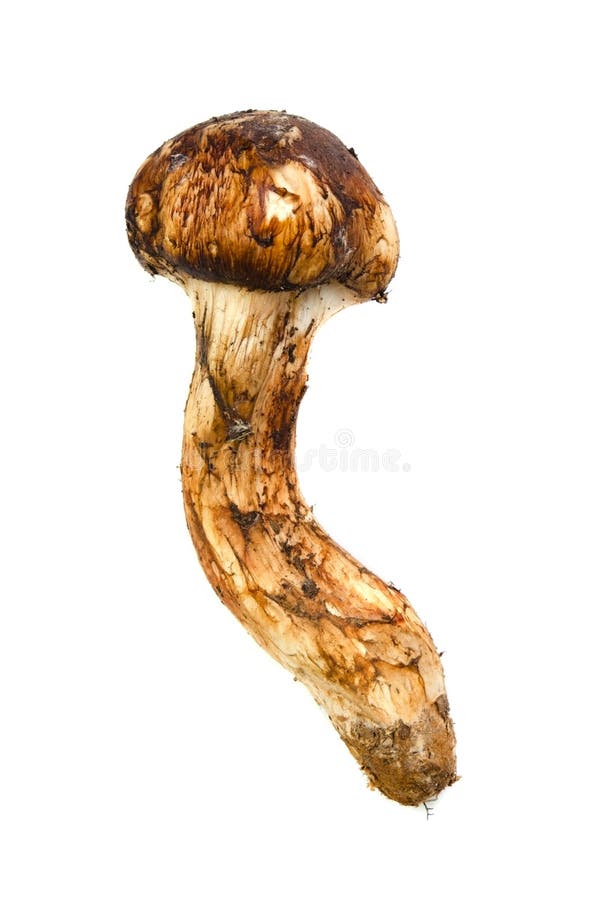 Matsutake Pilz stockbild. Bild von gesund, nahrung, essen 26498237