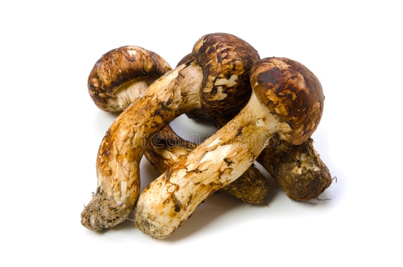 Matsutake Pilz stockfoto. Bild von organisch, ernährung 44216404