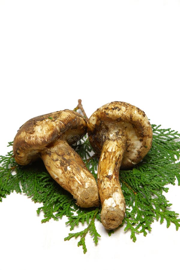 Matsutake Pilz stockfoto. Bild von organisch, ernährung 44216404