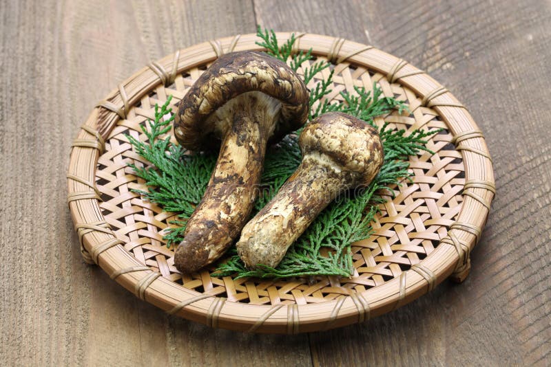Matsutake Pilz stockfoto. Bild von pilze, essen, pilz 26498240