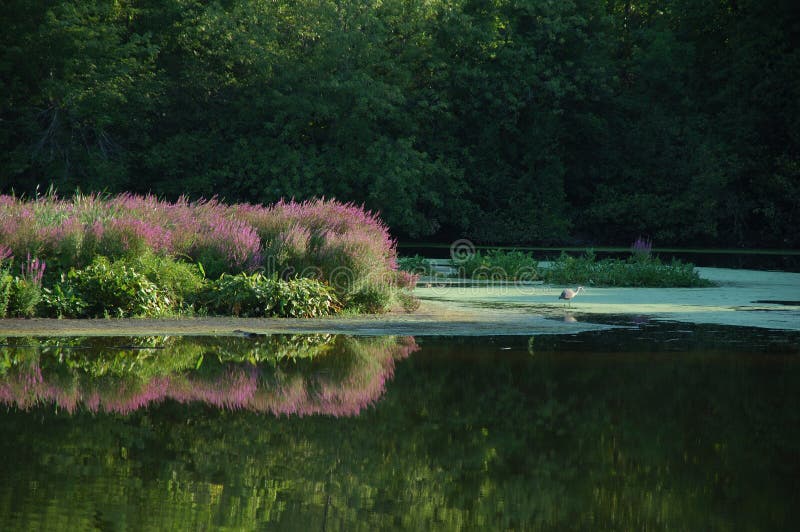 Mattina del fiume di Blackstone immagini stock libere da diritti Mattina del fiume di Blackstone immagini stock libere da diritti