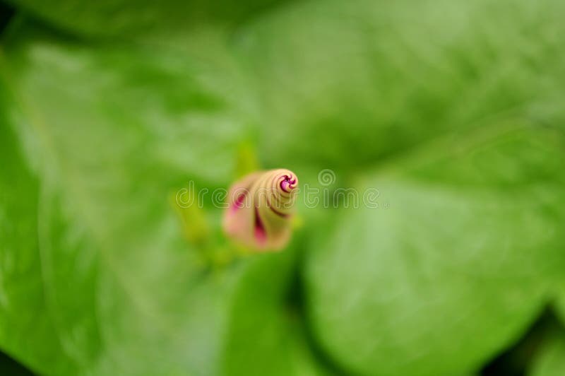 Mattina Glory Bud Vista da sopra sul centro a spirale immagine stock libera da diritti Mattina Glory Bud Vista da sopra sul centro a spirale immagine stock libera da diritti