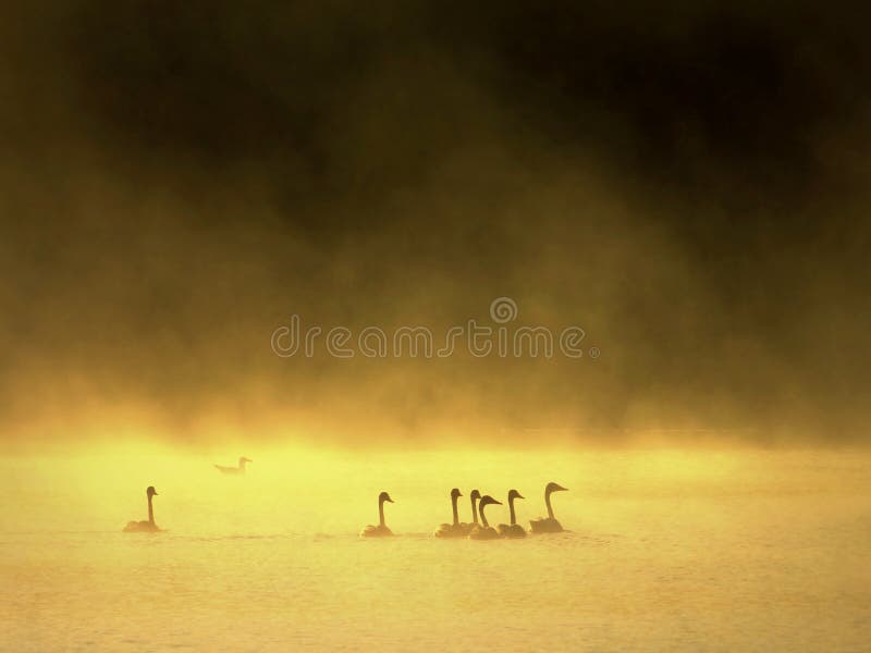 Mattina nebbiosa di estate, atmosfera magica Molti uccelli fotografia stock libera da diritti Mattina nebbiosa di estate, atmosfera magica Molti uccelli fotografia stock libera da diritti
