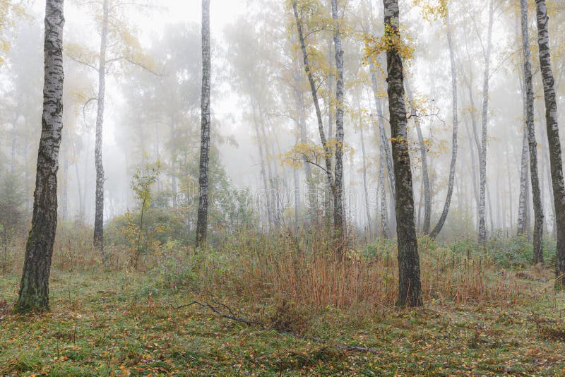 Mattina nebbiosa nel legno nella caduta Mattina, autunno immagine stock libera da diritti Mattina nebbiosa nel legno nella caduta Mattina, autunno immagine stock libera da diritti
