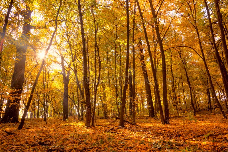 Mattina nel parco di autunno dell'oro con luce solare ed i raggi di sole - sia immagine stock libera da diritti Mattina nel parco di autunno dell'oro con luce solare ed i raggi di sole - sia immagine stock libera da diritti