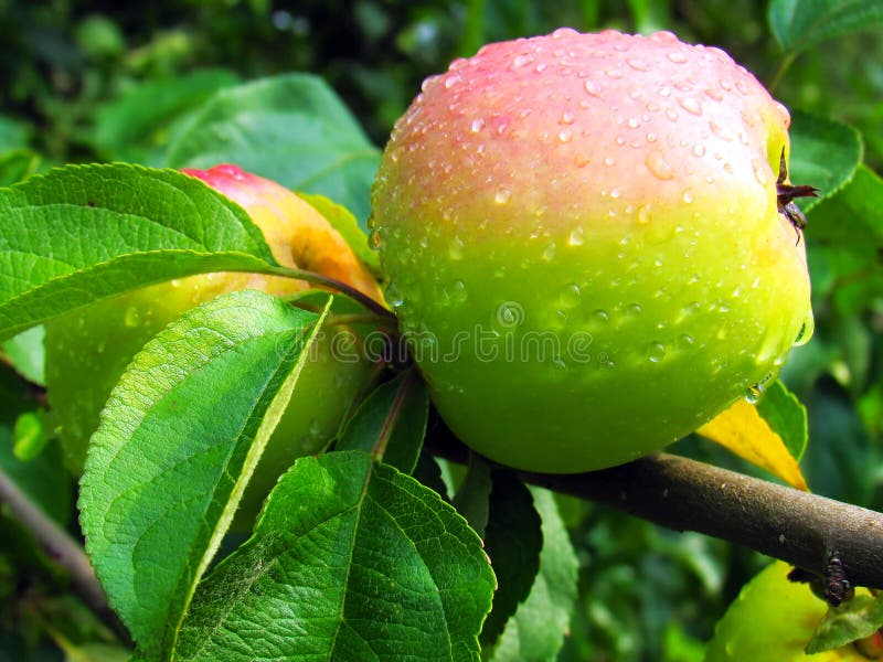 Mature apple trees stock image. Image of tree, orchard 33397313