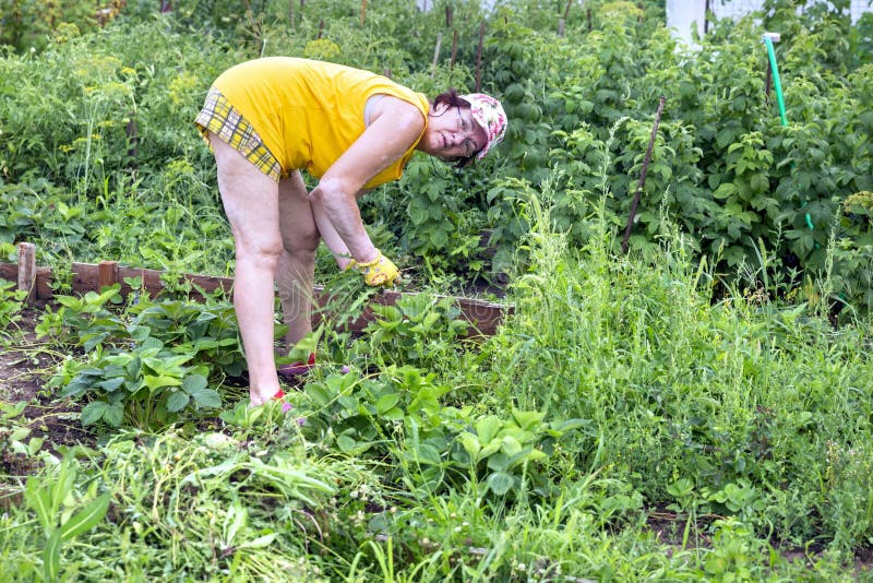 Mature beautiful woman is engaged in weeding a vegetable garden on a summer day