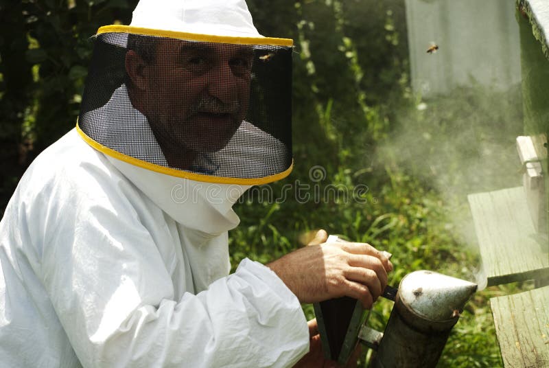 Mature beekeeper smoking bees in beehive