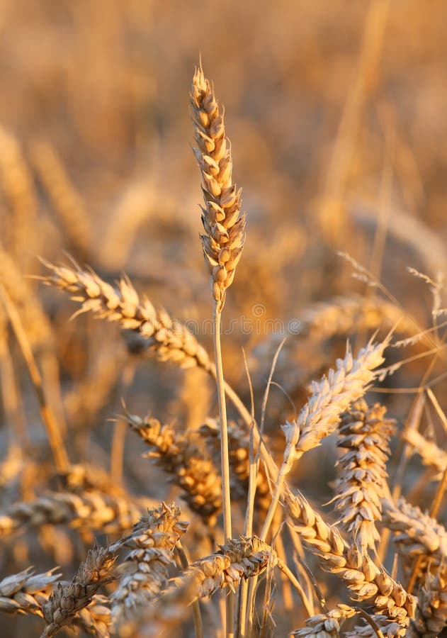 Mature big ears of wheat in the field in summer