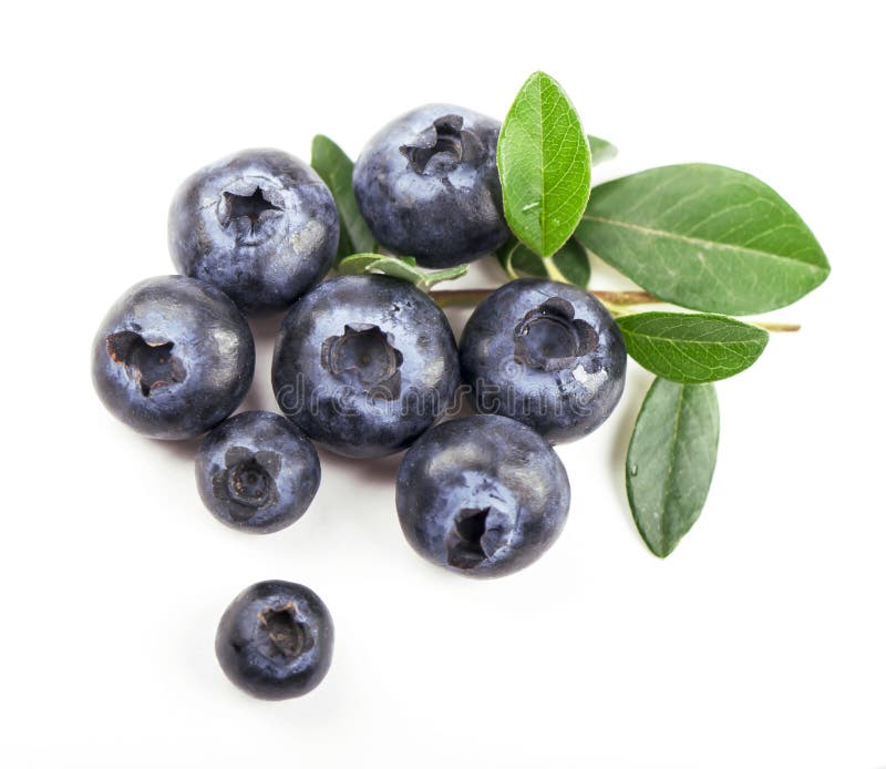 Mature bilberry