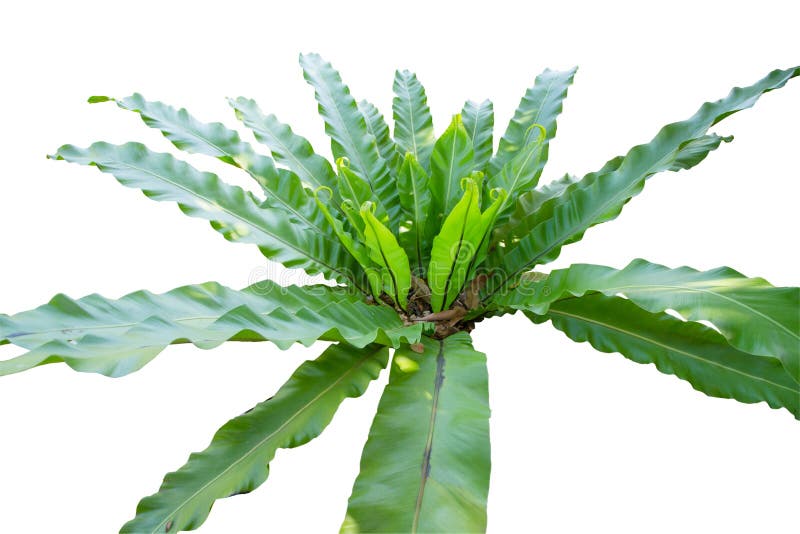 The mature bird nest fern Asplenium nidus.