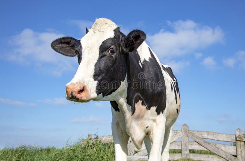 Mature black and white cow, gentle look, pink nose, in front of an old wooden fence and a blue sky