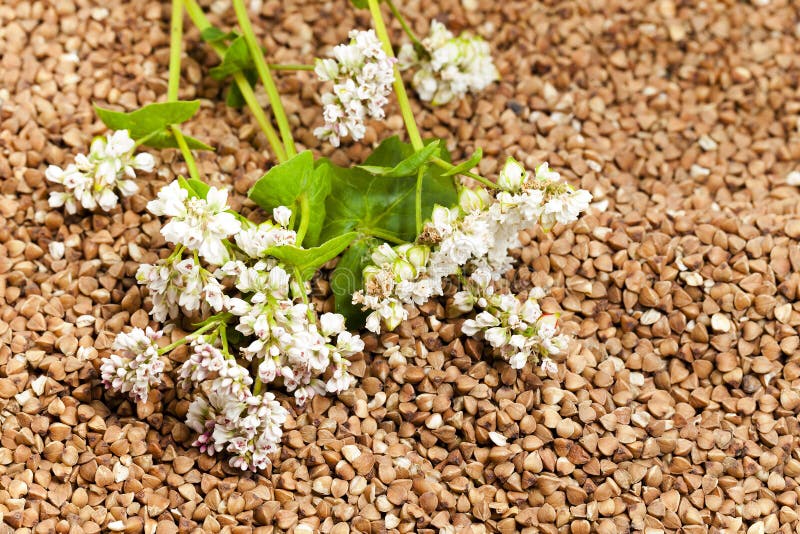 Mature buckwheat closeup stock photo. Image of agriculture 61152214