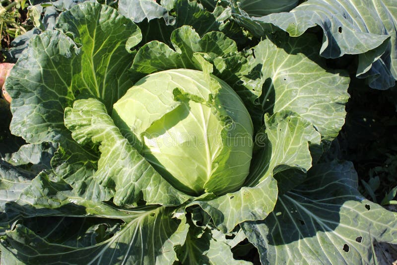 Mature Cabbage In The Garden. Stock Photo Image of ripe, plants 160240002