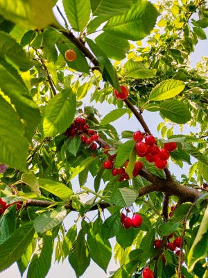 Mature Cherry Tree Stock Image Image Of Food Bush 238646513 Mature Cherry Tree Stock Image Image Of Food Bush 238646513