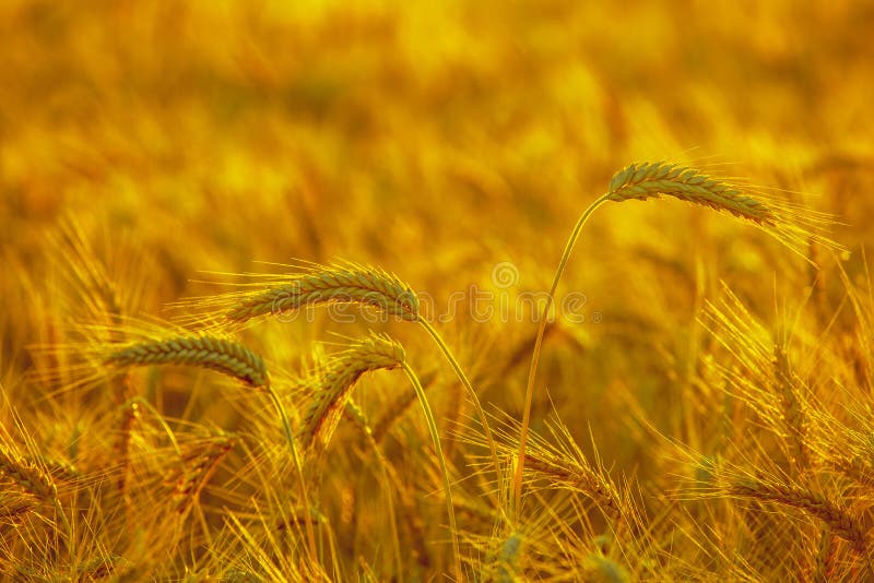 The mature, dry ear of golden wheat in the drops after rain in a field at sunset.